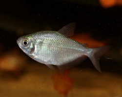 Gymnocorymbus Cf. Bondi M