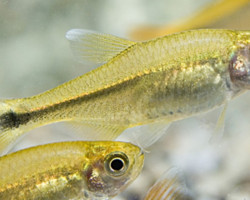 Hasemania Marginata/Nana Xl