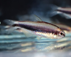 Hasemania Nambiquara M