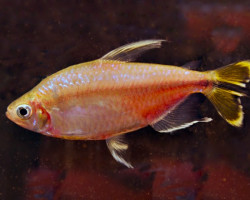 Alestopetersius Caudalis L