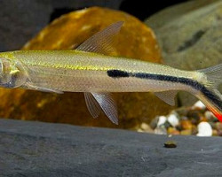 Hemiodopsis Gracilis L