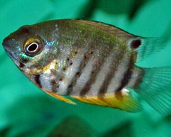 Heros Efasciatus Rotkeil S