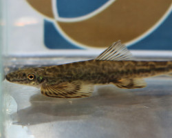 Pseudohomaloptera Sexmaculatus L