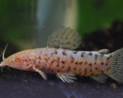 Megalechis Thoracata Albino S/M
