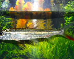 Hydrocynus Forskahlii M