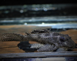 L262 Hypancistrus Sp.  M