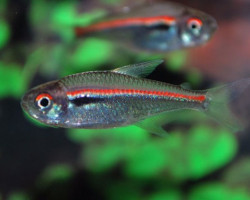 Hyphessobrycon Amapaensis S/M