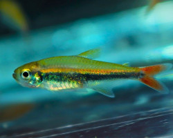 Hyphessobrycon Loretoensis L