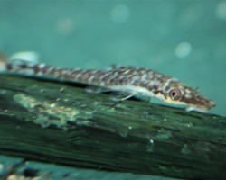 Hypoptopoma Cf. Psilogaster M/L