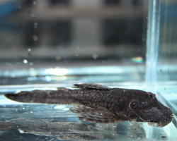 Ancistrus Sp. Saramiriza Xl