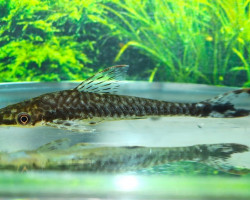 Hypoptopoma Psilogaster M