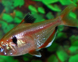 Hyphessobrycon Serpae Gold M