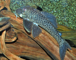 L036 Ancistomus Spilomma M