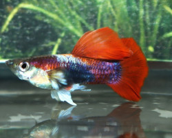 Guppy Rosetail M