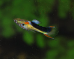 Guppy  Wingei Half Tuxedo Yellow (Maschi E Femmine) M