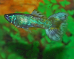 Guppy Blue Sapphire Maschio M
