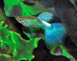 Guppy Blue Diamond M