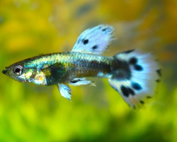 Guppy Dumbo Ear Purple Mosaic Male M