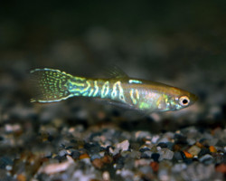 Guppy  Wingei Spotted (Maschi E Femmine) M