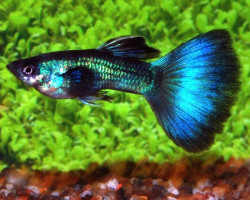 Guppy Turquoise Maschio M