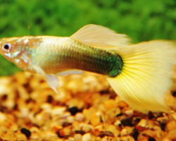 Guppy Tuxedo Yellow Tail Maschio M