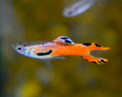 Guppy  Wingei Red Scarlet (Maschi E Femmine) M