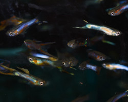 Guppy  Double Sword Mixed (Maschi E Femmine) M