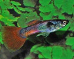Guppy Chili Red Tail M