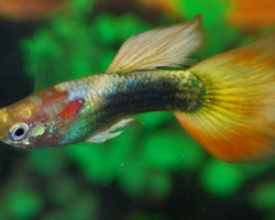 Guppy Neon Gold Maschio S/M