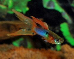 Guppy Japan Blue Double Sword Maschio M