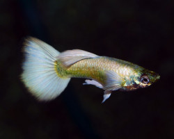 Guppy Luminious White Maschio M