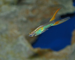Guppy Doublesword Yellow Maschio M