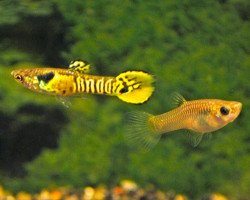 Guppy  Wingei Tiger (Maschi E Femmine) M