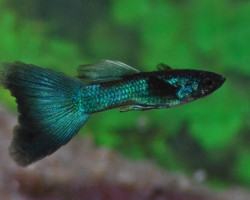 Guppy Cobalt   M