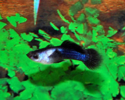 Guppy  Blue Panda (Maschi E Femmine) M