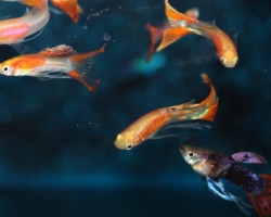 Guppy Ribbon Mix Maschio  M