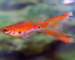 Guppy Doublesword Red M