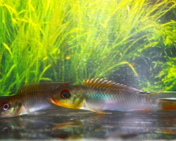 Nanochromis Teugelis Bandundu M