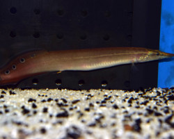 Macrognathus Aculeatus M