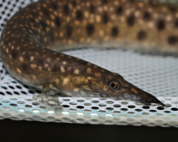 Mastacembelus Alboguttatus M