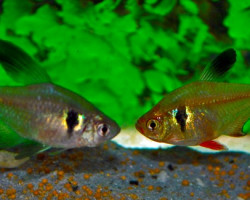 Hyphessobrycon Megalopterus M/L