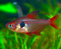 Megalamphodus Sweglesi S