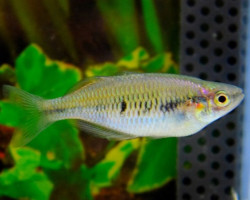 Melanotaenia Parva M