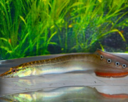 Mastacembelus Sp. Red Fin S