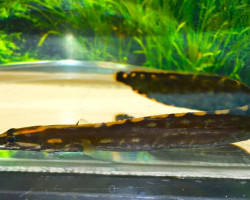 Mastacembelus Unicolor M