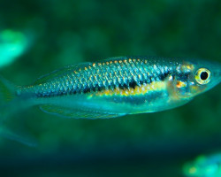 Melanotaenia Sikuensis M