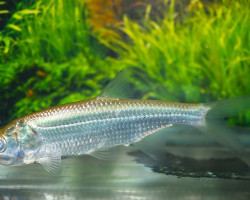 Megalops Atlanticus S