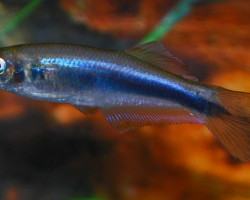 Mimagoniates Microlepis L