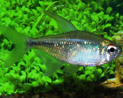 Moenkhausia Pittieri L