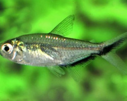 Moenkhausia Costae M